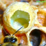 méhpempő